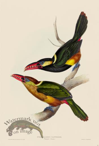 Natterer's Aracari